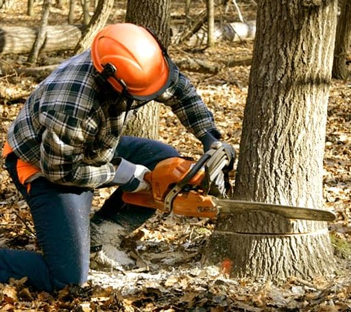 Tree Removal in Soldier, KS